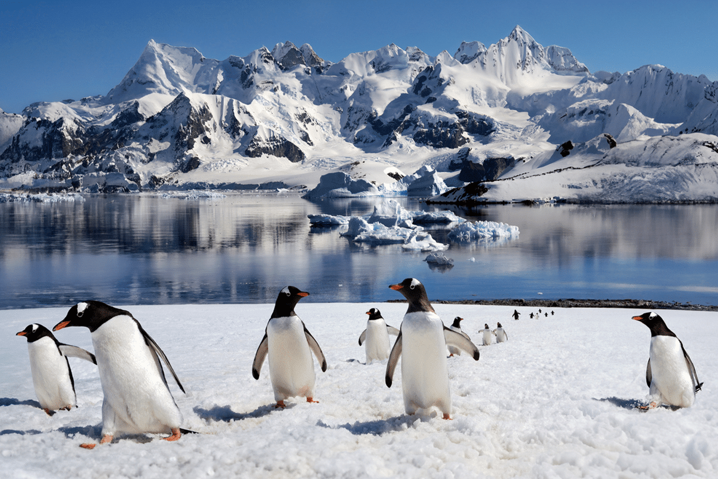 Antartida Pingüinos papúa - Antártida